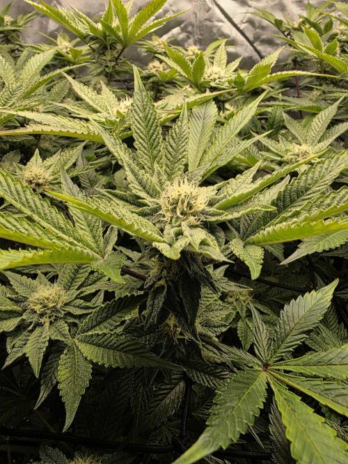Bluzcotti Vaders Cut. Week 8