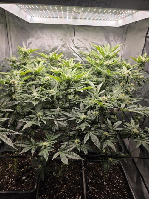 Bluzcotti Vaders Cut. Week 8