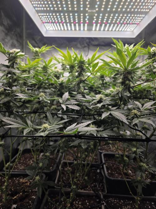 Bluzcotti Vaders Cut. Week 8