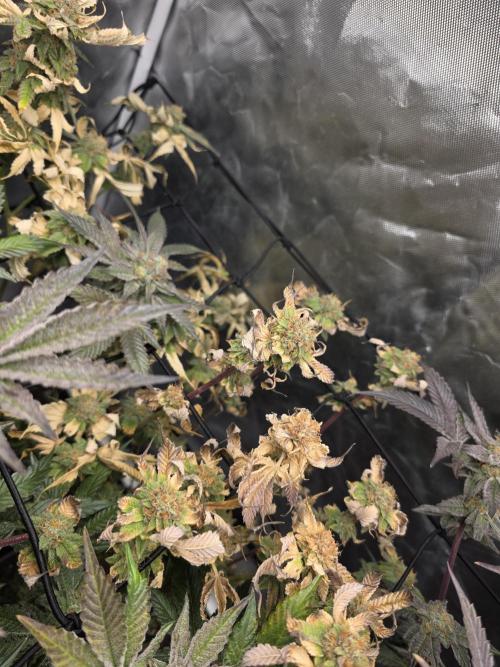 Bluzcotti Vaders Cut. Week 9