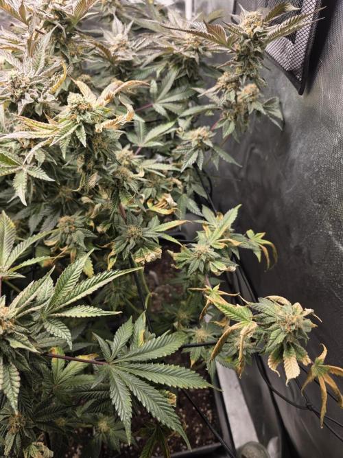 Bluzcotti Vaders Cut. Week 9