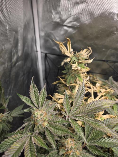 Bluzcotti Vaders Cut. Week 9