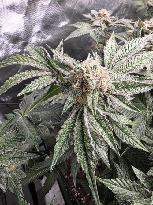 Bluzcotti Vaders Cut. Week 9