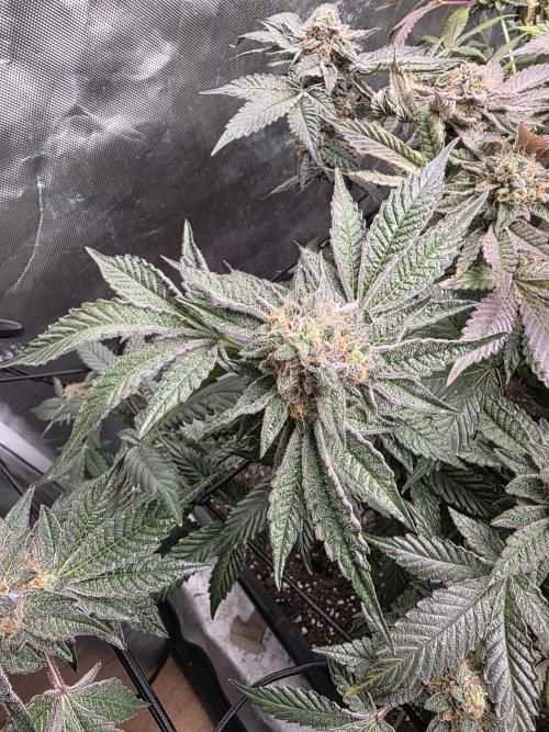 Bluzcotti Vaders Cut. Week 10