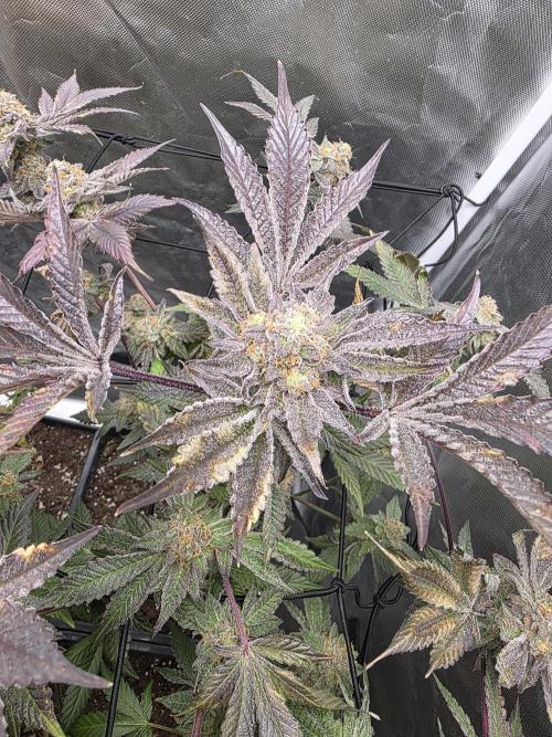 Bluzcotti Vaders Cut. Week 10