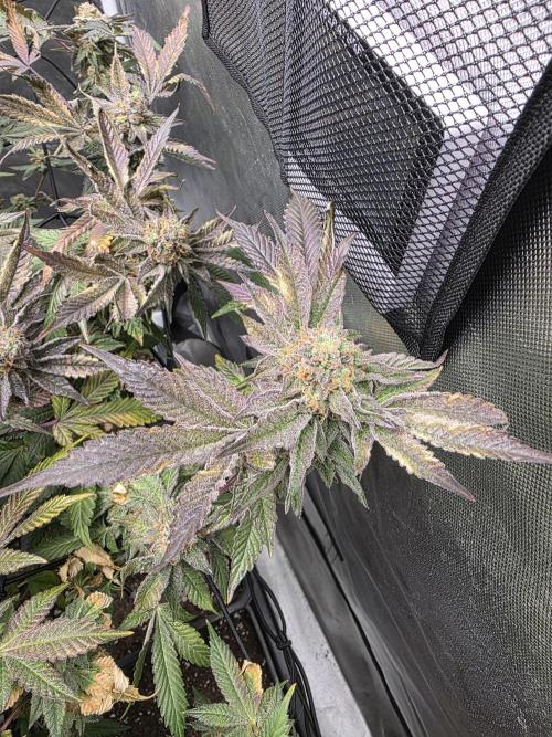 Bluzcotti Vaders Cut. Week 10