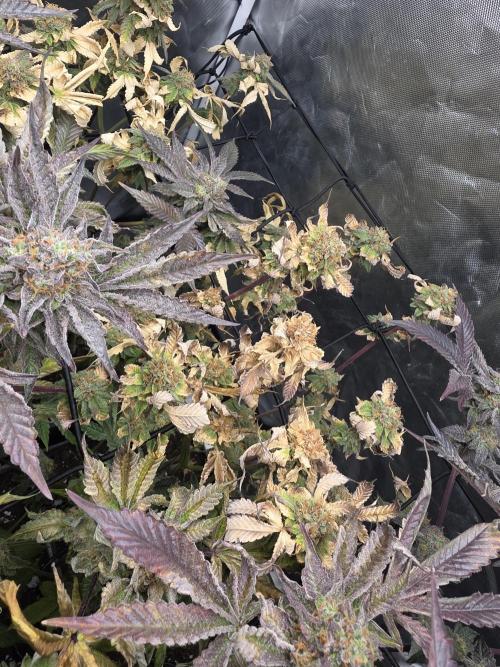 Bluzcotti Vaders Cut. Week 10