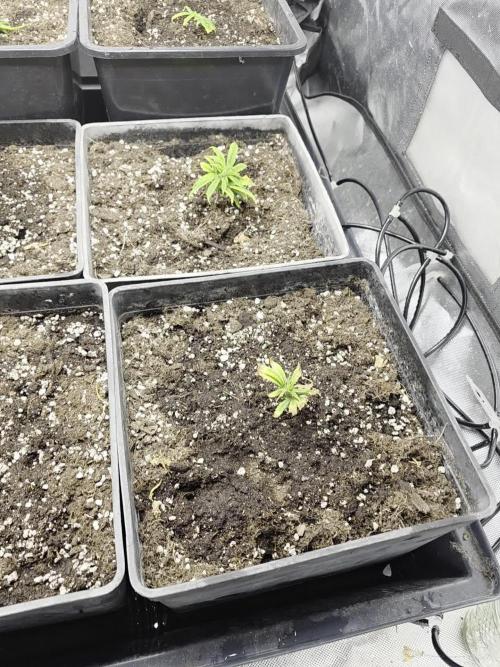 Jack Herer