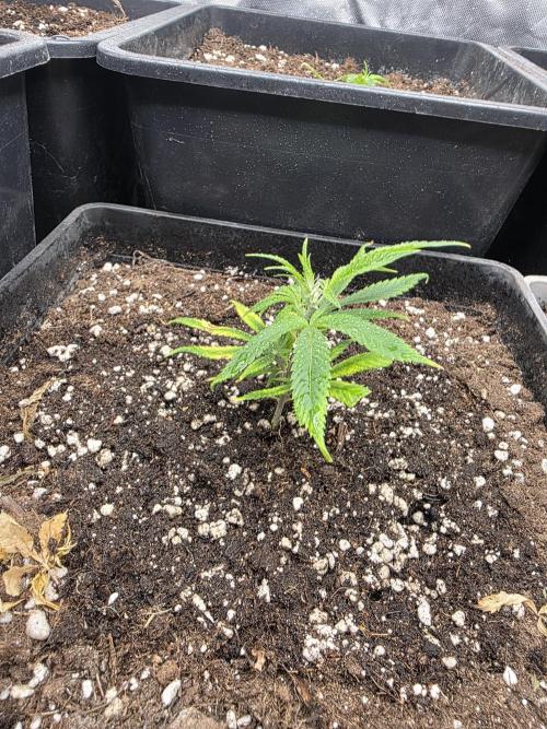 Jack Herer. Week 1