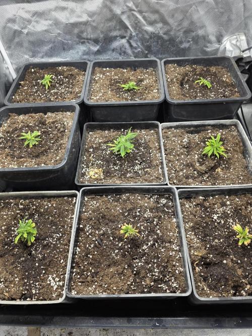 Jack Herer. Week 1