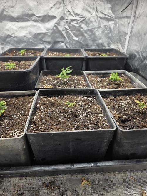 Jack Herer. Week 1