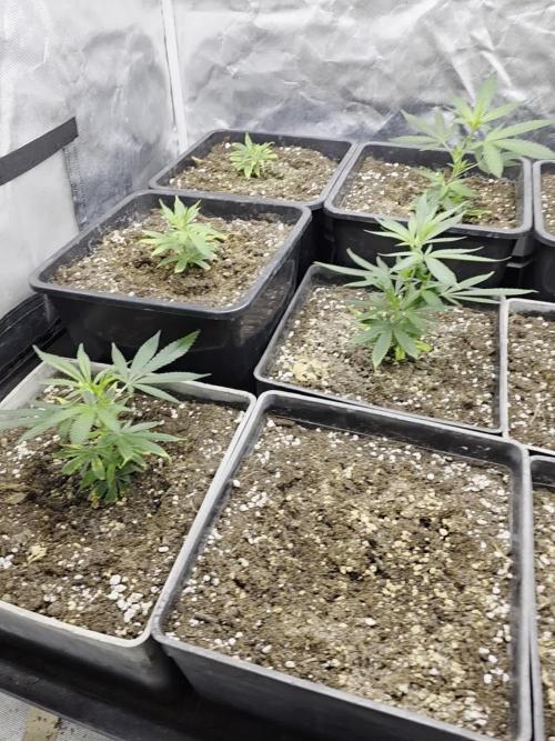 Jack Herer