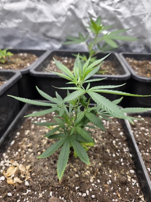 Jack Herer. Week 2
