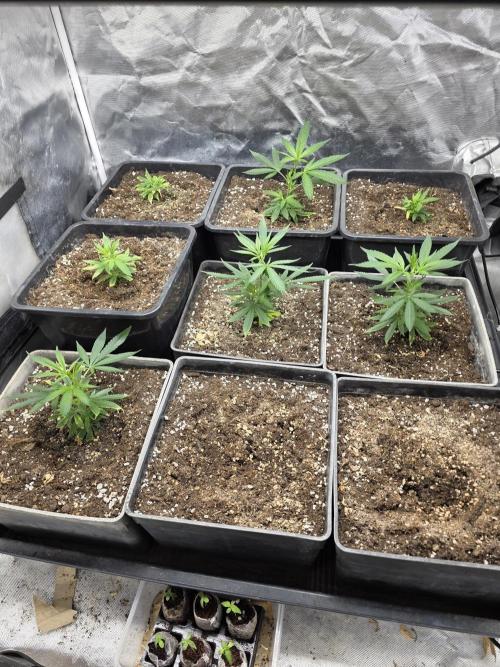Jack Herer. Week 2