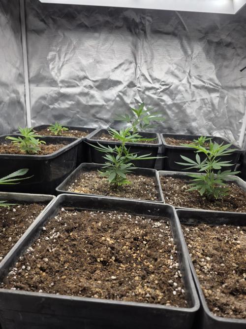 Jack Herer. Week 2