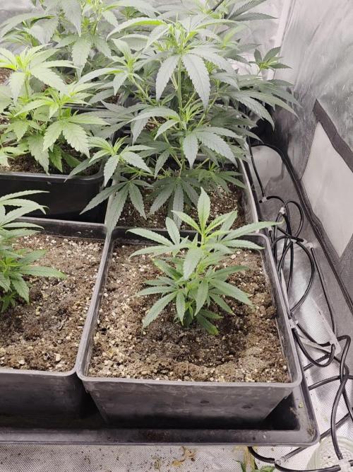 Jack Herer