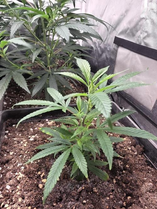 Jack Herer. Week 3