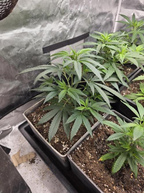 Jack Herer. Week 3