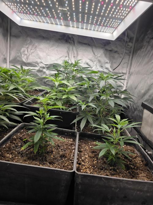 Jack Herer. Week 3