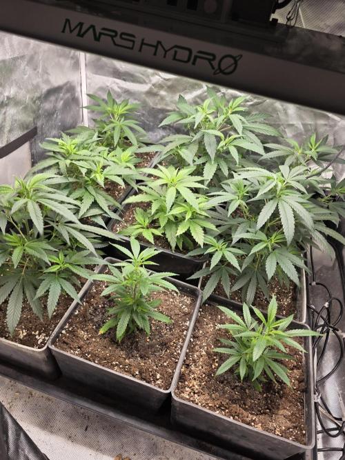 Jack Herer. Week 3