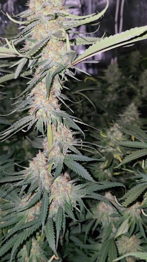 Haze Grow
