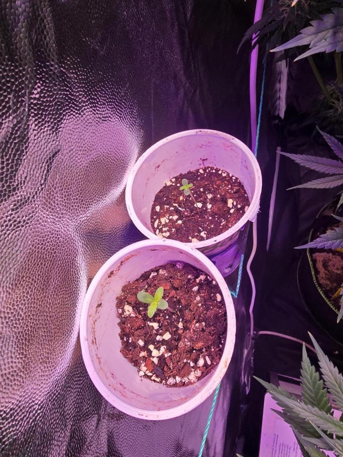 Biiiig Mama 2's Babies. Week 1