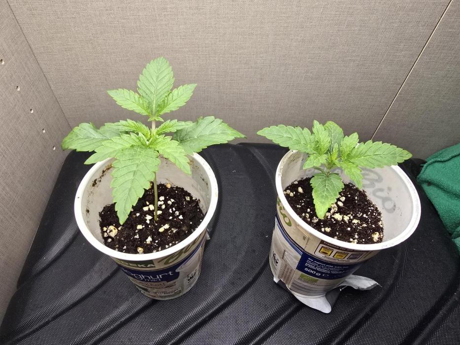 Biiiig Mama 2's Babies. Week 2