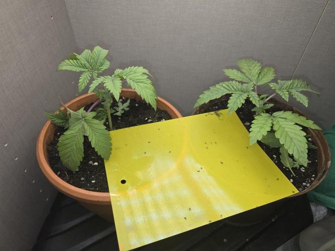 Biiiig Mama 2's Babies. Week 3