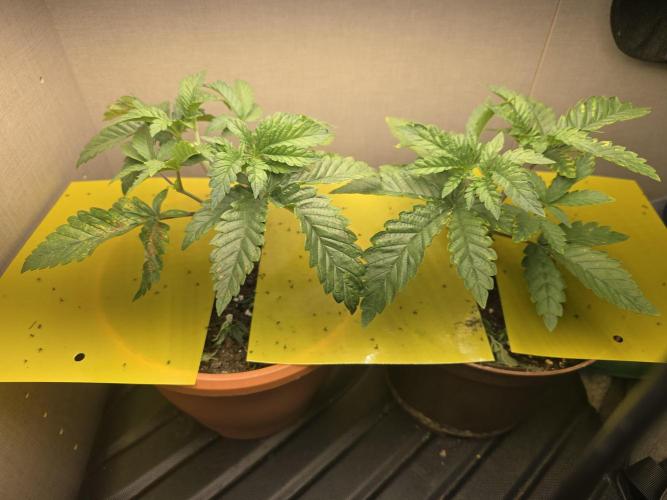 Biiiig Mama 2's Babies. Week 3