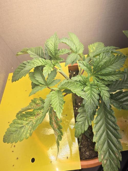 Biiiig Mama 2's Babies. Week 3