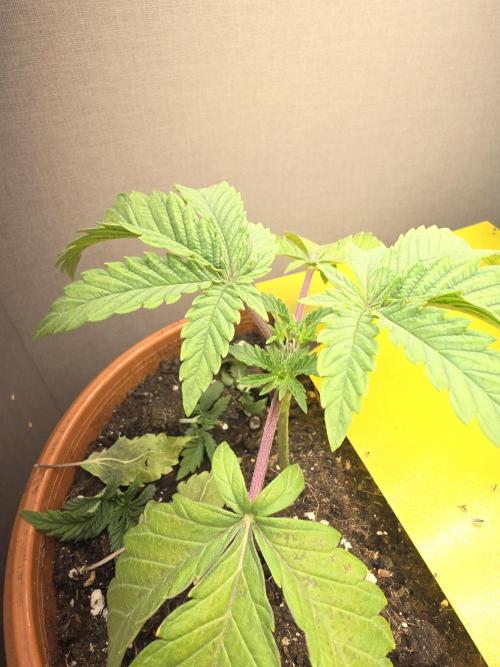 Biiiig Mama 2's Babies. Week 3