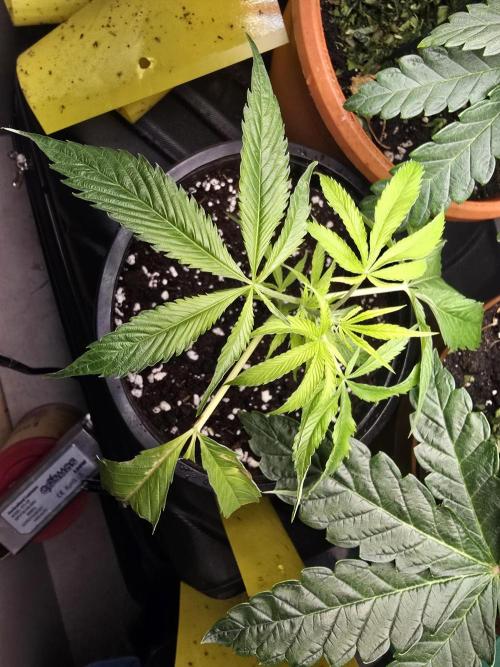 Biiiig Mama 2's Babies. Week 4