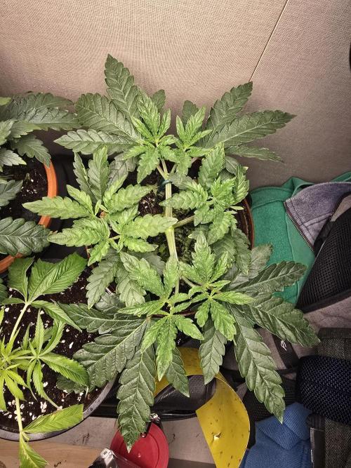 Biiiig Mama 2's Babies. Week 4