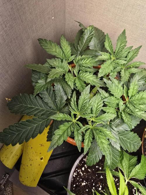 Biiiig Mama 2's Babies. Week 4