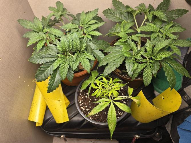 Biiiig Mama 2's Babies. Week 4