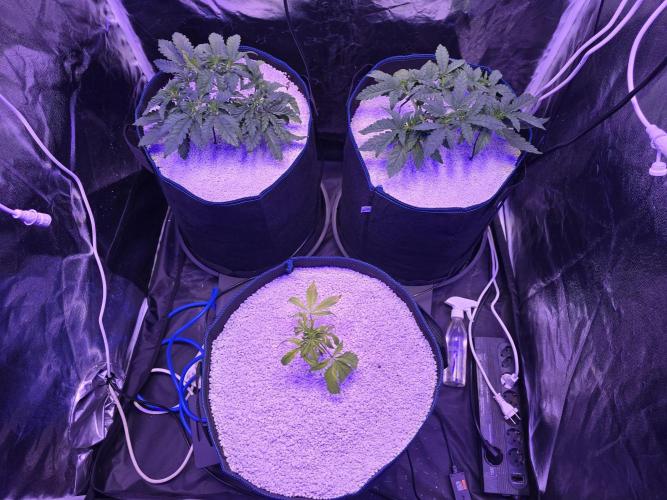 Biiiig Mama 2's Babies. Week 5