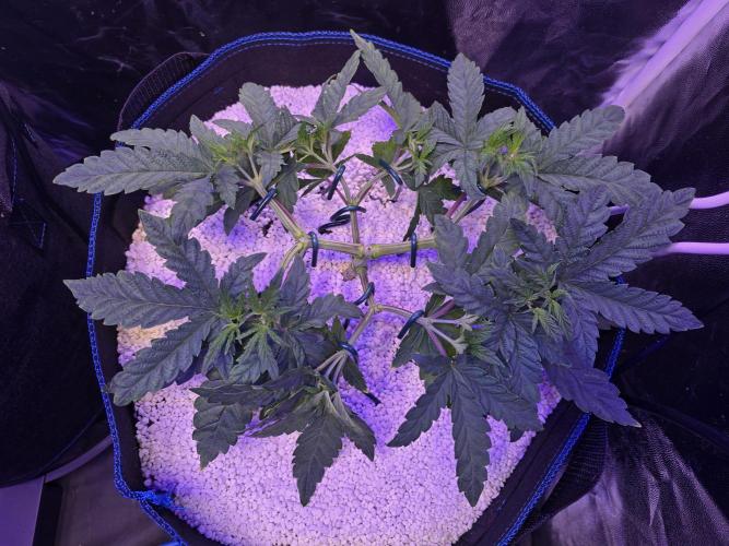 Biiiig Mama 2's Babies. Week 5