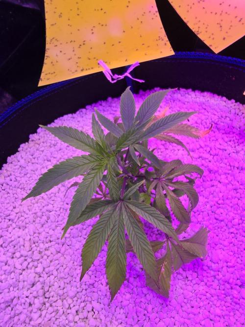 Biiiig Mama 2's Babies. Week 6