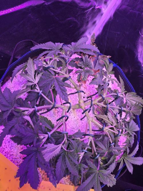 Biiiig Mama 2's Babies. Week 6