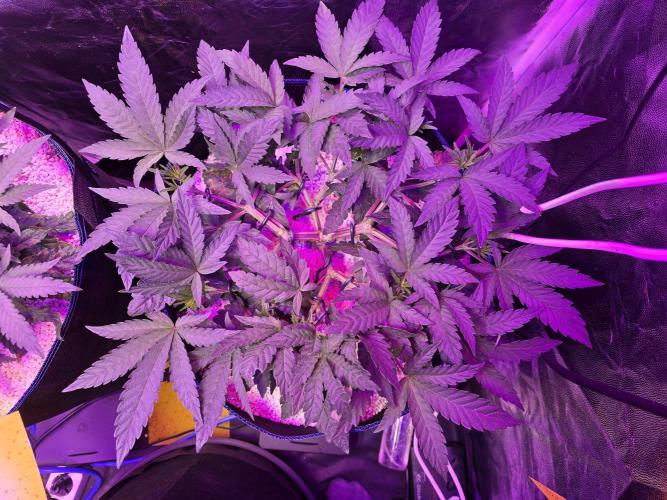 Biiiig Mama 2's Babies. Week 6