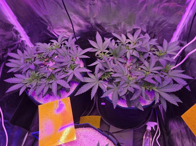 Biiiig Mama 2's Babies. Week 6