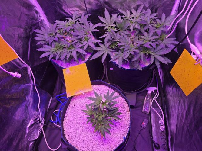 Biiiig Mama 2's Babies. Week 6