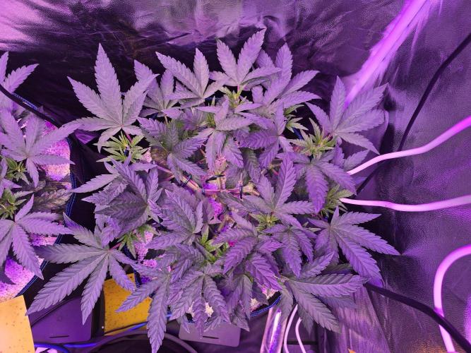 Biiiig Mama 2's Babies. Week 6