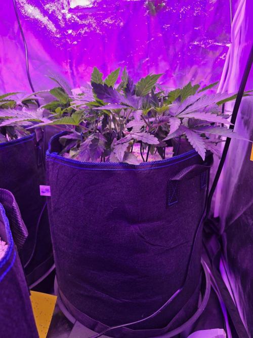 Biiiig Mama 2's Babies. Week 6