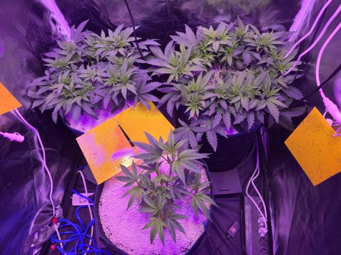 Biiiig Mama 2's Babies. Week 7