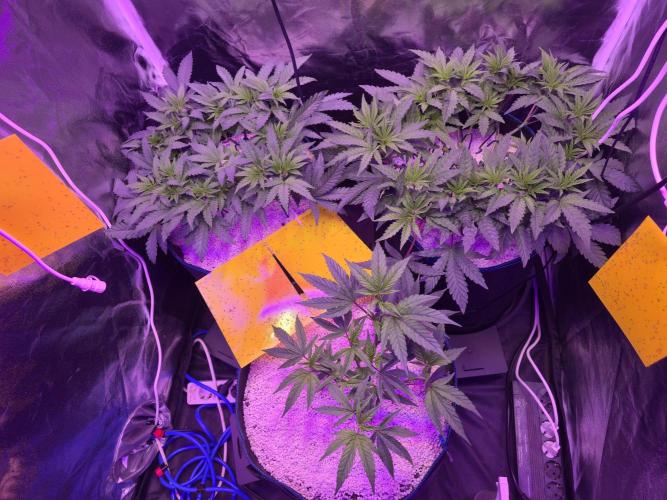 Biiiig Mama 2's Babies. Week 7