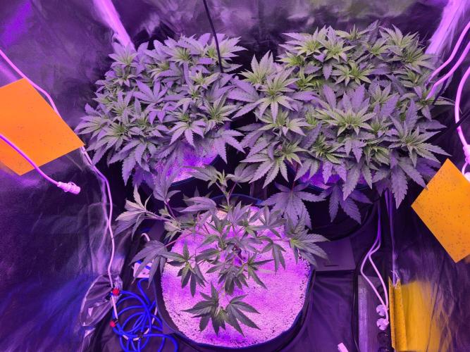 Biiiig Mama 2's Babies. Week 7