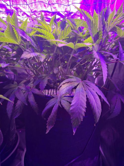 Biiiig Mama 2's Babies. Week 8