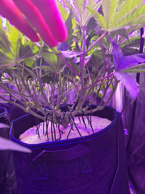 Biiiig Mama 2's Babies. Week 8