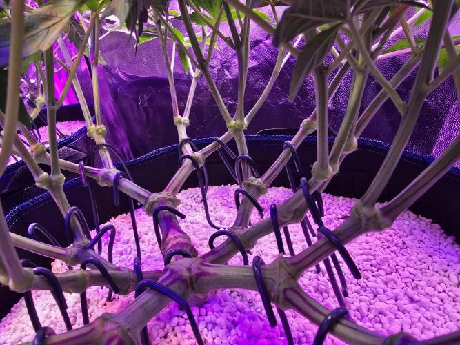 Biiiig Mama 2's Babies. Week 8